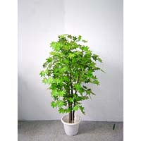 �������ֲ��